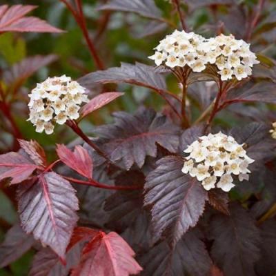 Бордовый в Слуцке