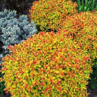 Низкорослая в Слуцке