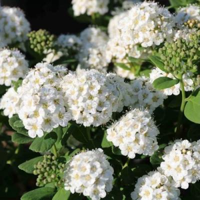 Березолистная в Слуцке