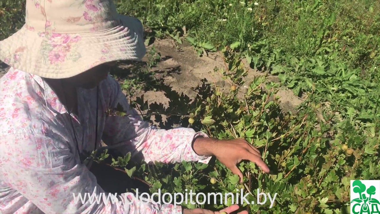 Превью видео