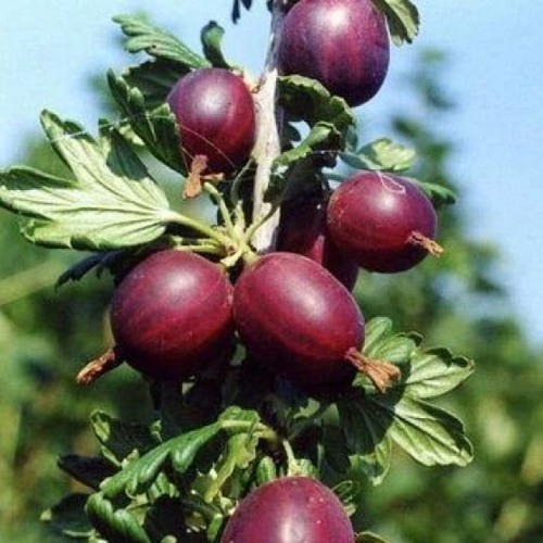 Крыжовник СЛИВОВЫЙ в Слуцке