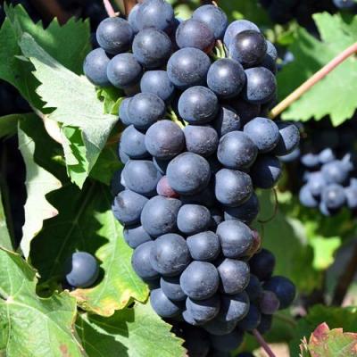 Круглый в Слуцке