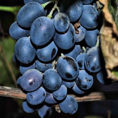 Синий в Слуцке