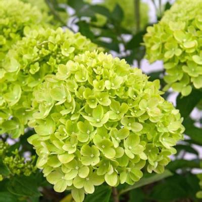 Зеленая в Слуцке