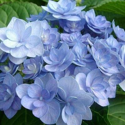 Голубая в Слуцке