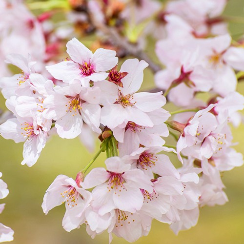 Сакура КОЙО НО МАЙ в Слуцке