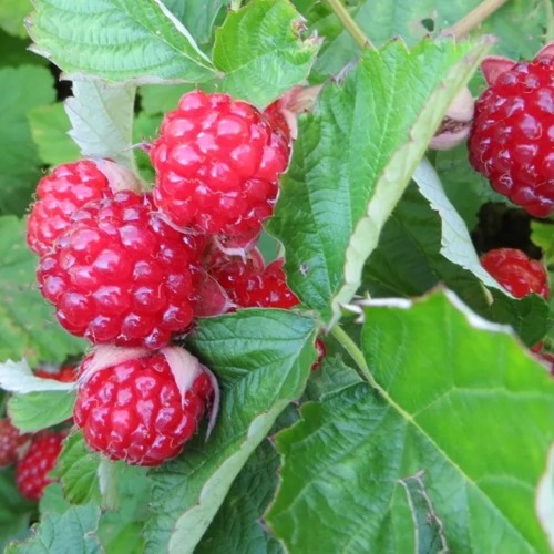 Ежемалина РЕД ДАЙМОНД в Слуцке