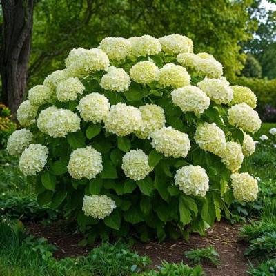 Большие (высокие) в Слуцке