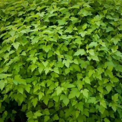 Зеленый в Слуцке