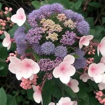 Шершавая в Слуцке