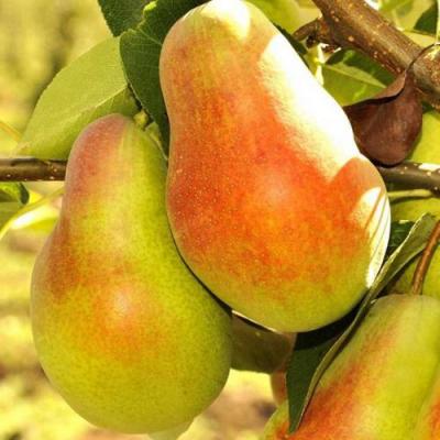 Красавица в Слуцке