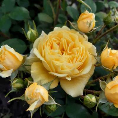 Роза флорибунда в Слуцке