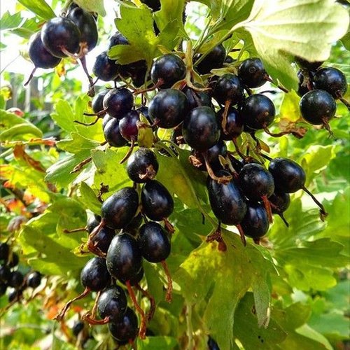 Смородина золотистая ОВАЛЬНАЯ в Слуцке
