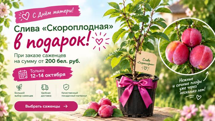 Подарок к Дню матери — саженец сливы «Скороплодная»! Подарок к Дню матери — саженец сливы «Скороплодная»!