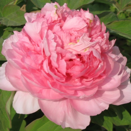 Пион ИМПЕРАТОРСКАЯ НАЛОЖНИЦА древовидный в Слуцке