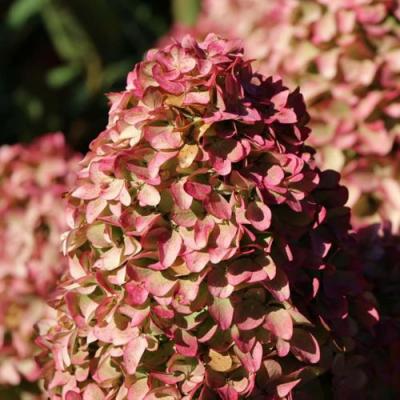 Мэджикал в Слуцке