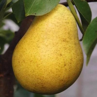 Крупная в Слуцке