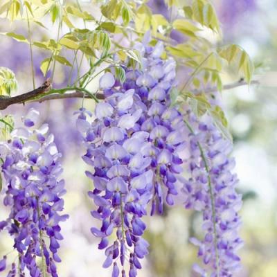 Глициния в Слуцке