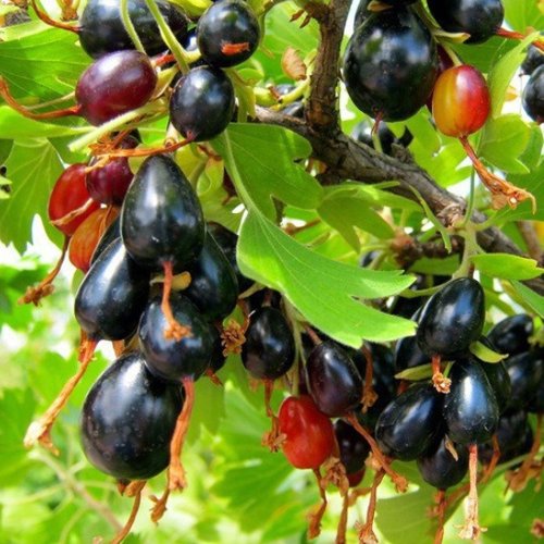 Смородина золотистая БОКАЛИНСКАЯ в Слуцке