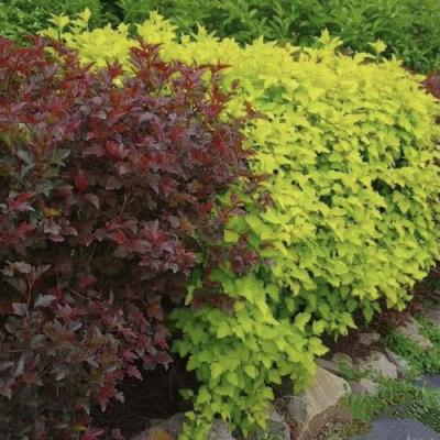 Калинолистный в Слуцке