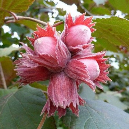 Фундук СКАРЛЕТТ в Слуцке