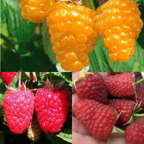 Комплект ЗОЛОТАЯ МАЛИНА в Слуцке