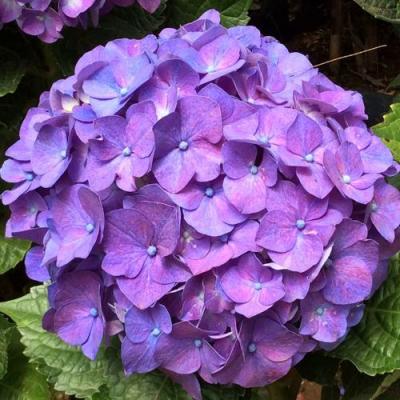 Фиолетовая в Слуцке