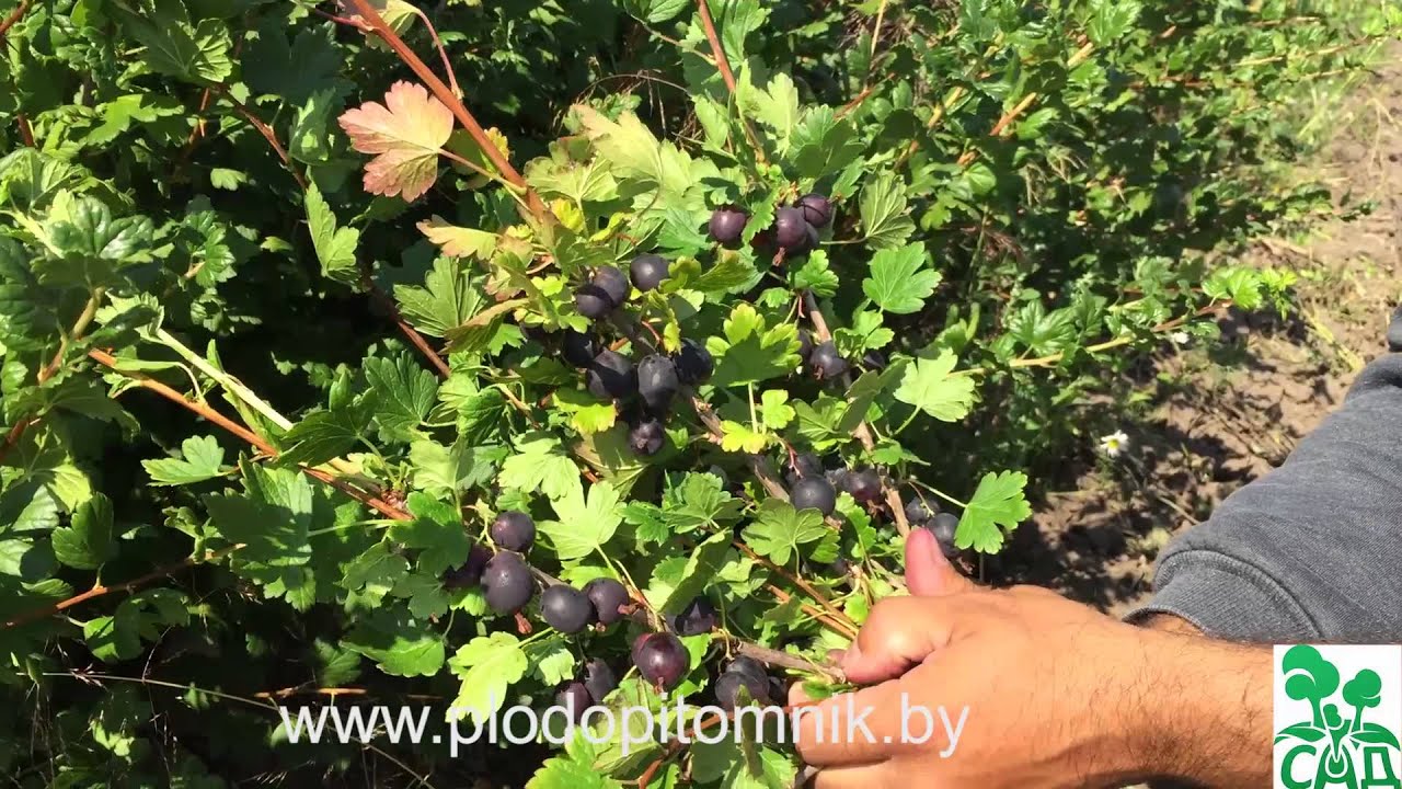 Превью видео