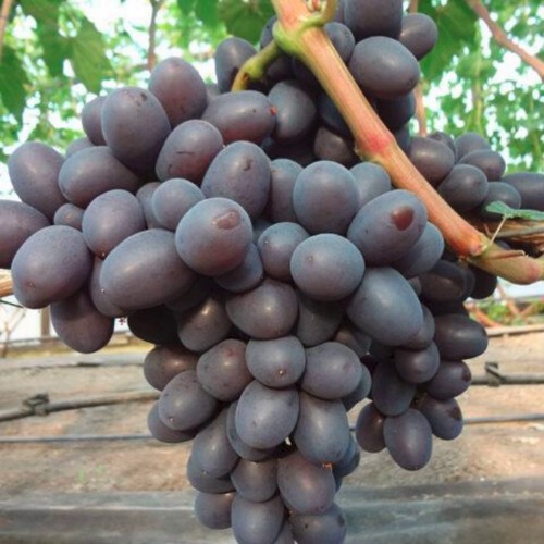 Виноград ПОДАРОК НЕСВЯТАЯ в Слуцке