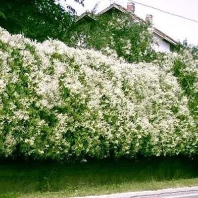 Фаллопия в Слуцке