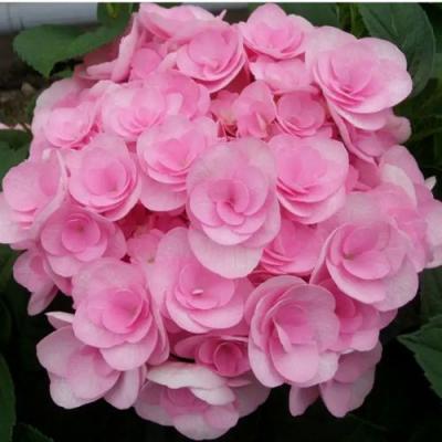 Махровая в Слуцке