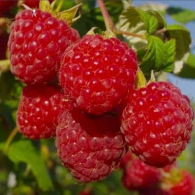 Ранняя в Слуцке