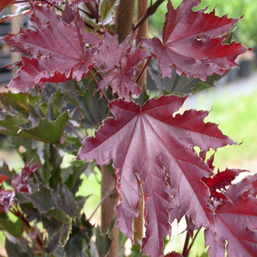 Клен КРИМСОН СЕНТРИ остролистный в Слуцке