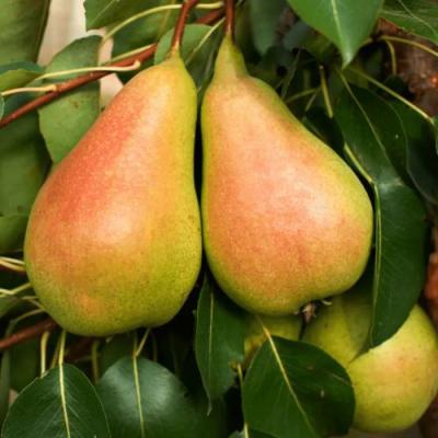 Сладкая в Слуцке