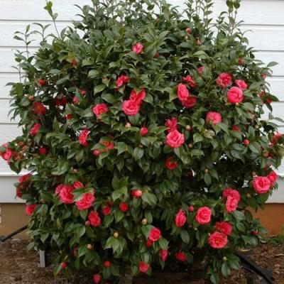 Камелия в Слуцке