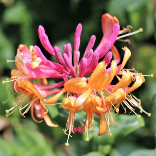 Жимолость ГЕКРОТА в Слуцке