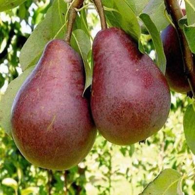 Красная в Слуцке