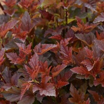 Красный в Слуцке