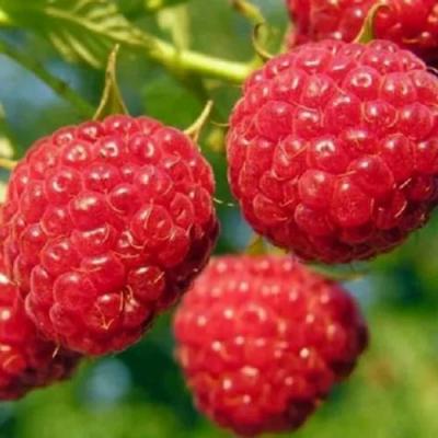 Поздняя в Слуцке