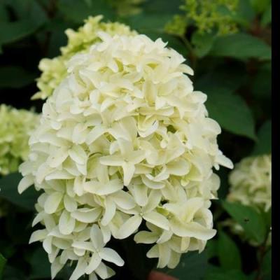 Средние в Слуцке