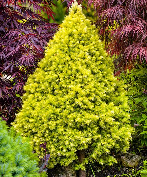 Сизая ель.jpg