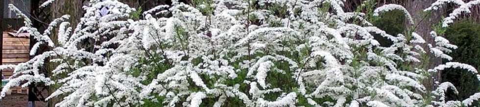 цветущая спирнея.jpg