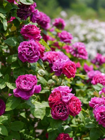 Роза БАРОН ЖИРО ДЕ ЛЕН ремонтантная.jpg