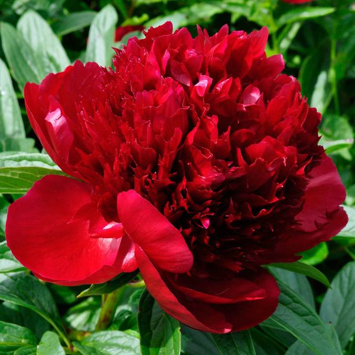 Красные пионы.jpg