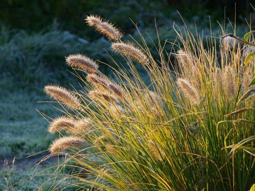 злаковые растения.jpg