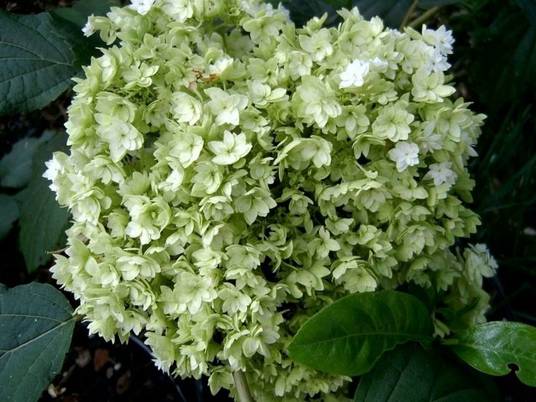 махровая гортензия.jpg