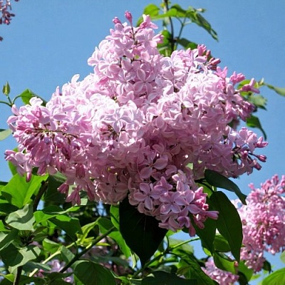 Сирень БУФФОН в Слуцке