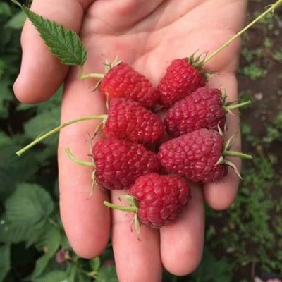 Малина ЕВРАЗИЯ в Слуцке