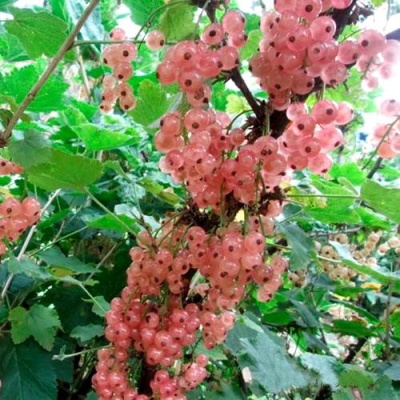 Смородина белая ПРЫГАЖУНЯ (РОЗОВАЯ) в Слуцке