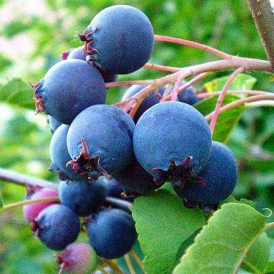 Ирга ПЕМБИНА в Слуцке